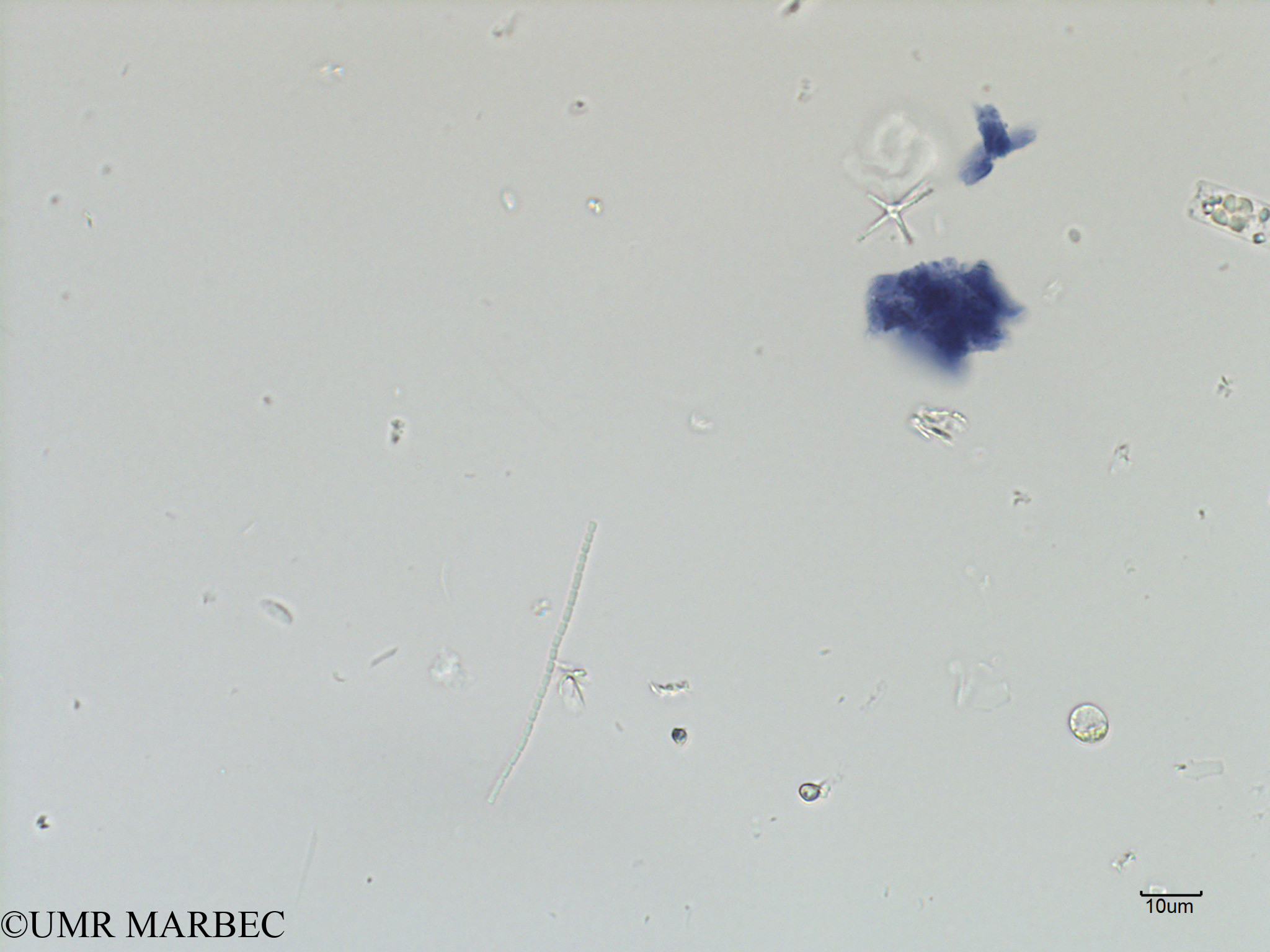 phyto/Scattered_Islands/iles_glorieuses/SIREME May 2016/Pseudanabaena sp5 (ancien Oscillatoriale spp-SIREME-Glorieuses2016-GLO5surf-121016-oscillatoriale sp11-2)(copy).jpg